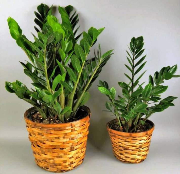 گیاه زامیفولیا یا جواهر زنگبار با برگ های براق و زیبا یکی از پرطرفدارترین گیاهان آپارتمانی است که شرایط کاشت و نگهداری بسیار ساده ای دارد.