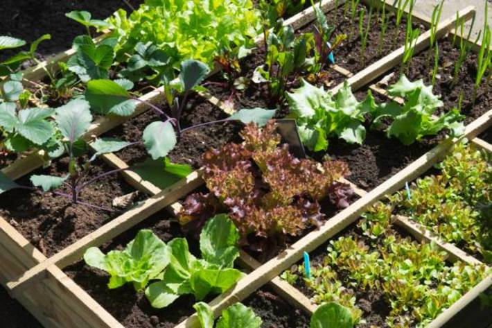 شما می توانید با کمی مراقبت و دانش انواع سبزیجات پرمصرف را در خانه خود پرورش دهید و تفاوت سبزیجات ارگانیک خانگی را با محصولات بیرون مشاهده کنید.