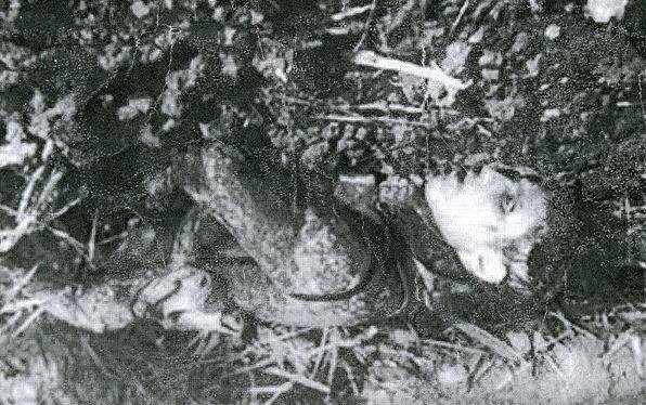 «حسن آمریکایی» رفت و دیگر نیامد + عکس