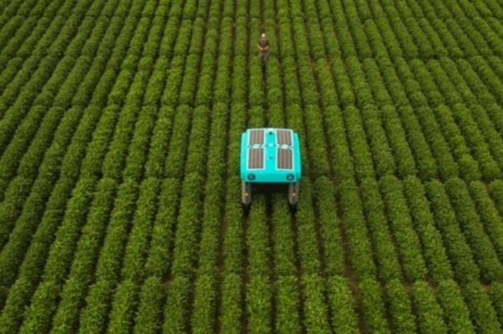 آزمایشگاه ایکس آلفابت از سال ۲۰۱۸ تلاش برای استفاده از هوش مصنوعی به منظور ارتقای کشاورزی را آغاز کرد و این فعالیت‌ها بالاخره با تولید یک ربات به ثمر نشسته است.