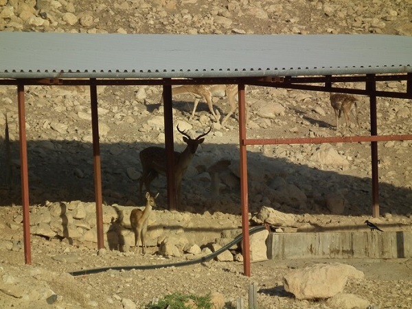 جزیره جزیره