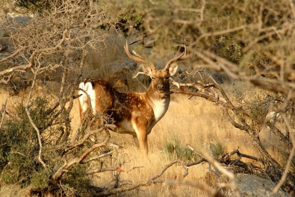 جزیره جزیره