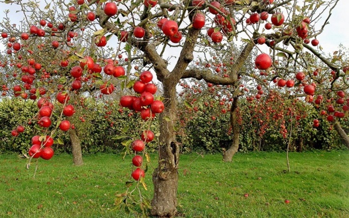 سیب با نام علمی (Malus domestica) میوه شیرین و گوشتی است و درخت سیب ، درختی برگ ریز از خانواده گلسرخیان (Rosaceae ) است . بیش از 7500 گونه سیب در جهان موجود است .