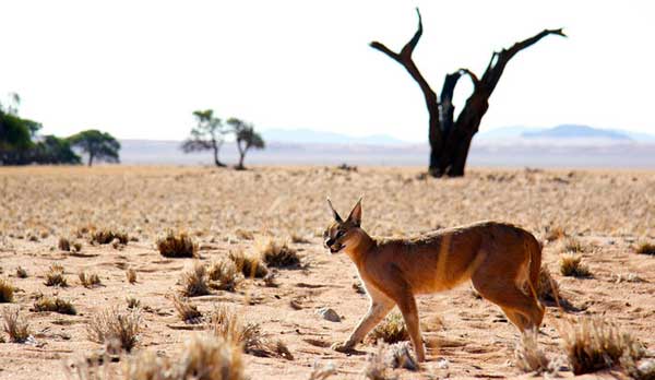 زیستگاه سریعترین گربهسان جهان (+عکس) زیستگاه سریعترین گربهسان جهان (+عکس)