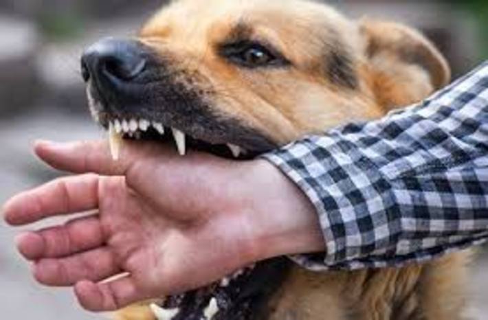 گازگرفتگی سگ بخصوص در کودکان شایع است. در ماه های گرم بیشتر از ماه های سردتر گازگرفتگی سگ وجود دارد. درمان گازگرفتگی سگ باید همیشه با ایمنی همه افراد درگیر از جمله بیمار ، نجات دهنده و در صورت امکان سگ شروع شود.