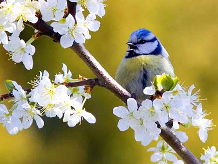 اشعار زیبا و عاشقانه ابوسعید ابوالخیر اشعار زیبا و عاشقانه ابوسعید ابوالخیر