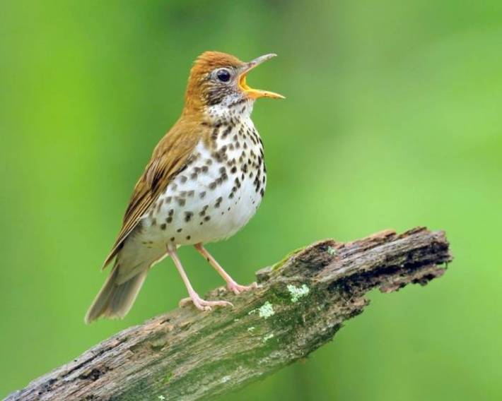 آواز خواندن پرندگان و دلیل اصلی آواز خواندن پرندگان و رازهای جالب درباره آواز خواندن پرندگان را مشاهده نمایید.