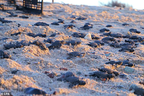 غوغای دستمال توالت در انگلیس! / نجات از زیر آوار 24 بعد از زلزله (تصاویر) غوغای دستمال توالت در انگلیس! / نجات از زیر آوار 24 بعد از زلزله (تصاویر)