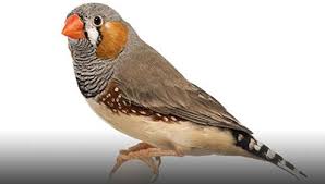 فنچ و هرآنچه که باید درباره نگهداری از آن بدانید