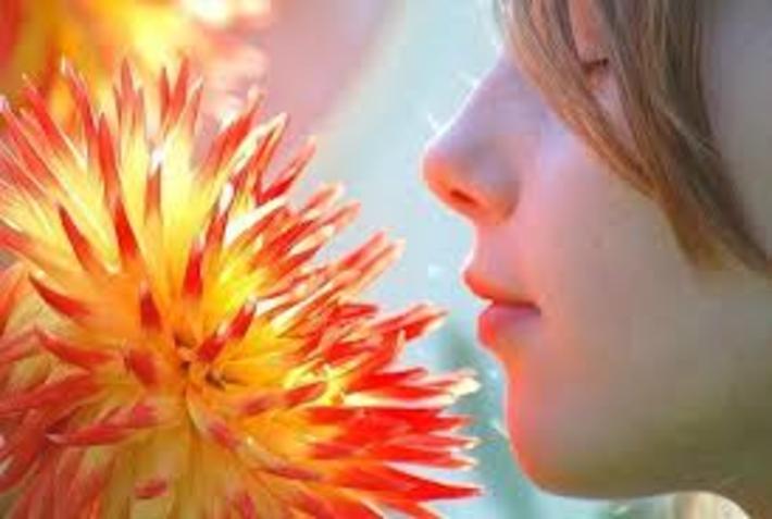 همنشینی گل به عنوان یکی از راهکارهای ایجاد آرامش مطرح شده است. محققان به تازگی دریافته اند رایحه گل ها به ویژه گل رز در تقویت حافظه و افزایش آرامش موثر است.