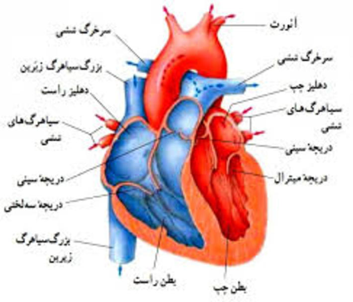 اختلالات دریچه قلب ممکن است بر روی هر یک از دریچه های قلب شما تأثیر بگذارد. زمانی که‌ یک یا تعداد بیشتری از دریچه ‌های قلب شما به خوبی کار نکند، بیماری های دریچه های قلب اتفاق می افتد. دریچه‌ها با هر بار ضربان قلب، باز و بسته می‌شوند. درمان بیماری دریچه های قلب بستگی به نوع دریچه و نوع و شدت بیماری دریچه دارد. گاهی اوقات بیماری های دریچه های قلب نیاز به جراحی برای بهبود یا تعویض دریچه دارد.