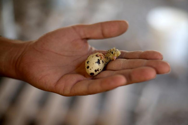 بیمار کرونایی در کاور پلاستیکی / خودکشی اینبار در سواحل سریلانکا بیمار کرونایی در کاور پلاستیکی / خودکشی اینبار در سواحل سریلانکا