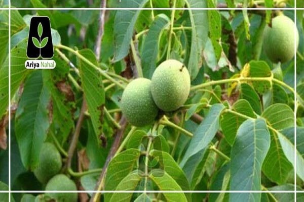 چرا از نهال گردو و نهال بادام به عنوان بهترین نهال ها یاد می شود ؟