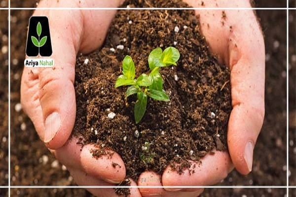 چرا از نهال گردو و نهال بادام به عنوان بهترین نهال ها یاد می شود ؟