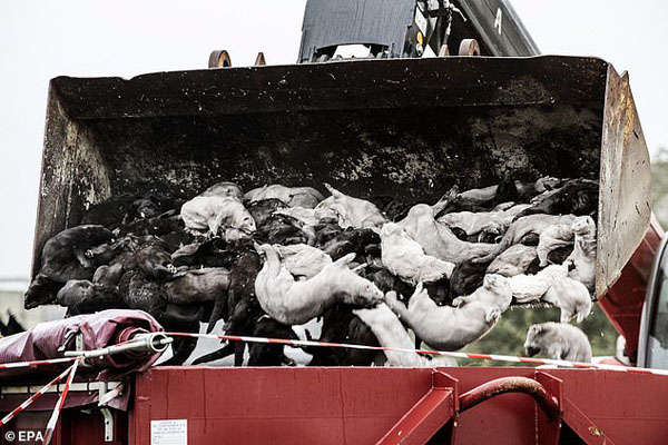 راسو؛ مقصر جدید انتقال ویروس کرونا به انسان / قتل عام هزاران راسو در دانمارک (تصاویر) راسو؛ مقصر جدید انتقال ویروس کرونا به انسان / قتل عام هزاران راسو در دانمارک (تصاویر)