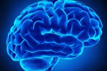 حفظ روابط اجتماعی موجب افزایش ماده خاکستری مغز می شود