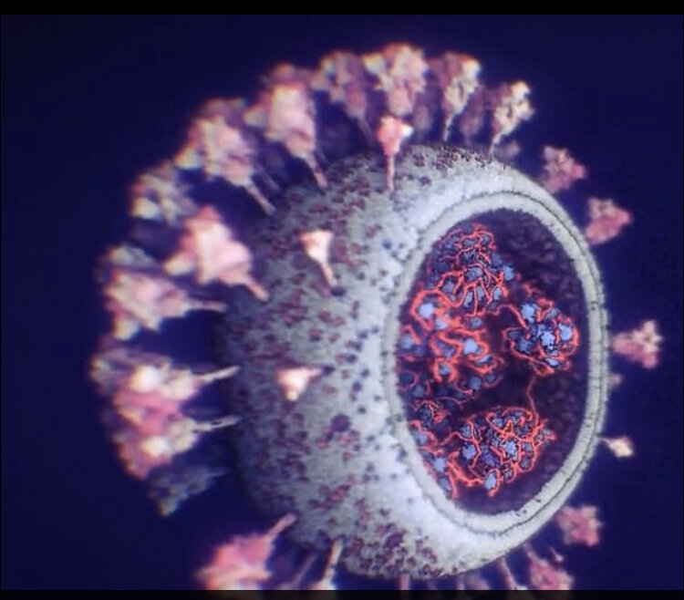 جدیدترین و دقیق‌ترین تصاویر از ویروس کرونا منتشر شد