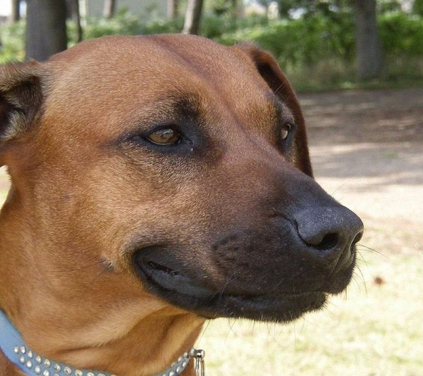 بررسی ژنتیکی نشان می‌دهد سگ قدیمی‌ترین همراه انسان است