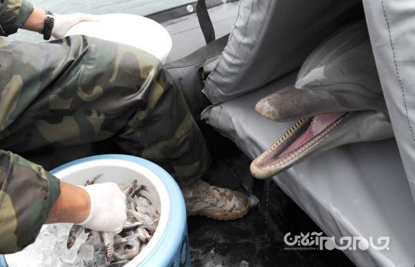 دلفین های انتحاری؛ جانوران آب‌زی که برای عملیات‌ جاسوسی و خرابکاری آموزش می‌بینند+عکس