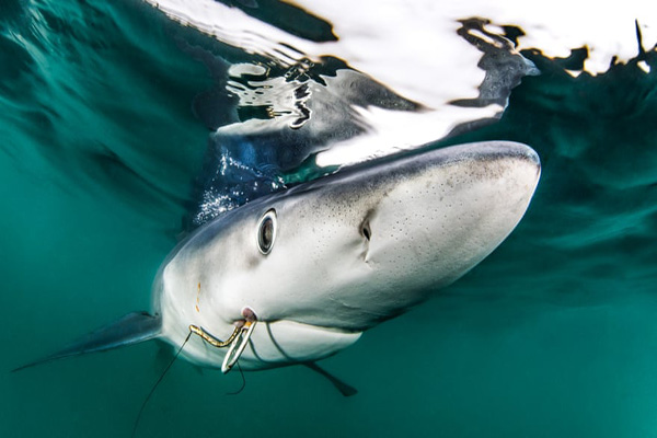 برترین عکس های «اقیانوسی» در سال 2020