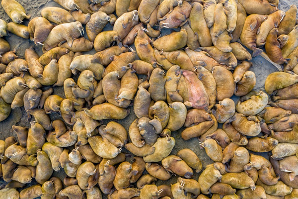 برترین عکس های «اقیانوسی» در سال 2020