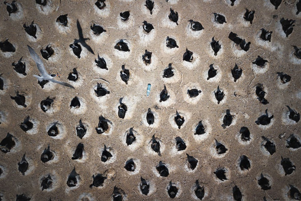 برترین عکس های «اقیانوسی» در سال 2020