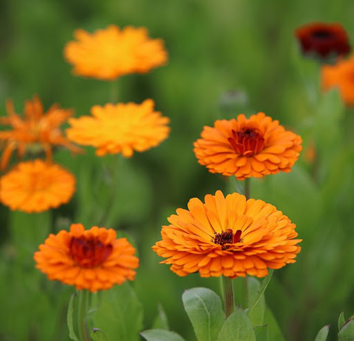 درمان قطعی تبخال!