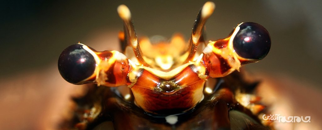 ایده ساخت زره پوشیدنی انعطاف‌پذیر با الهام از بدن خرچنگ‌ها+عکس