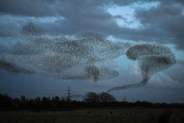 حیوانات می توانند اما مهاجران نه! (تصاویر) حیوانات می توانند اما مهاجران نه! (تصاویر)