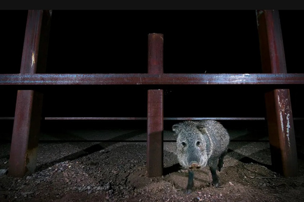 حیوانات می توانند اما مهاجران نه! (تصاویر) حیوانات می توانند اما مهاجران نه! (تصاویر)