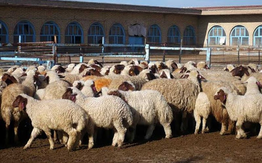 دام زنده در بورس کالا عرضه میشود دام زنده در بورس کالا عرضه میشود