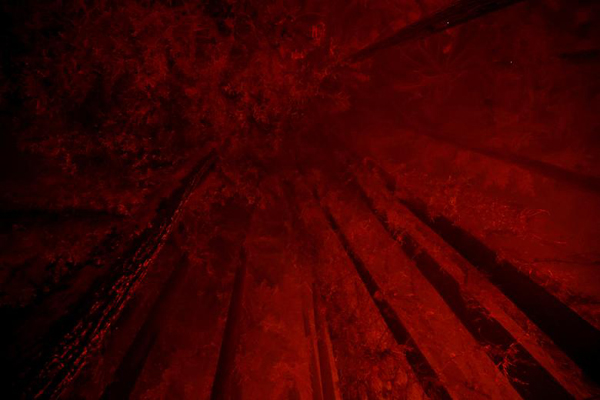 تصاویر برگزیده محیط زیست در 2020 (2)