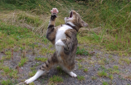 بهترین های مسابقه جهانی عکس طنز حیوانات خانگی بهترین های مسابقه جهانی عکس طنز حیوانات خانگی