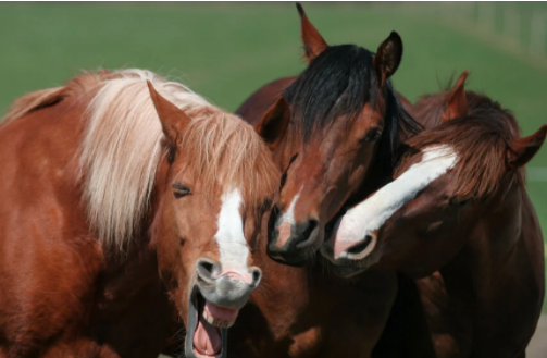 بهترین های مسابقه جهانی عکس طنز حیوانات خانگی بهترین های مسابقه جهانی عکس طنز حیوانات خانگی