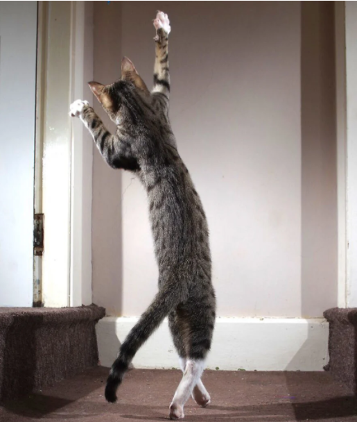 بهترین های مسابقه جهانی عکس طنز حیوانات خانگی بهترین های مسابقه جهانی عکس طنز حیوانات خانگی