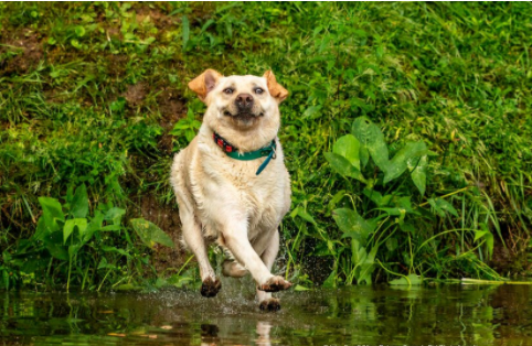بهترین های مسابقه جهانی عکس طنز حیوانات خانگی بهترین های مسابقه جهانی عکس طنز حیوانات خانگی