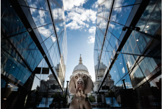 بهترین های مسابقه جهانی عکس طنز حیوانات خانگی بهترین های مسابقه جهانی عکس طنز حیوانات خانگی