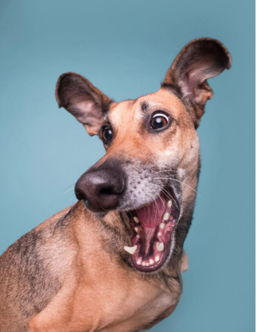 بهترین های مسابقه جهانی عکس طنز حیوانات خانگی بهترین های مسابقه جهانی عکس طنز حیوانات خانگی