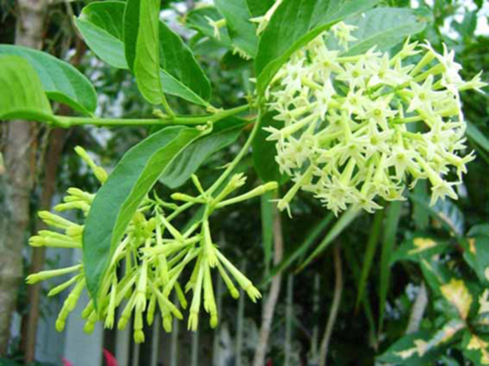 گل محبوبه شب از انواع گیاهان همیشه سبز با قابلیت کاشت آسان در فضای باغچه است. این گیاه گونه ای از گیاهان جنس CESTRUM از خانواده گوجه فرنگی ها SALONACEES می باشد. محل اصلی و اولیه آن را آمریكای جنوبی و مركزی و جزایر آنتیل می دانند.
