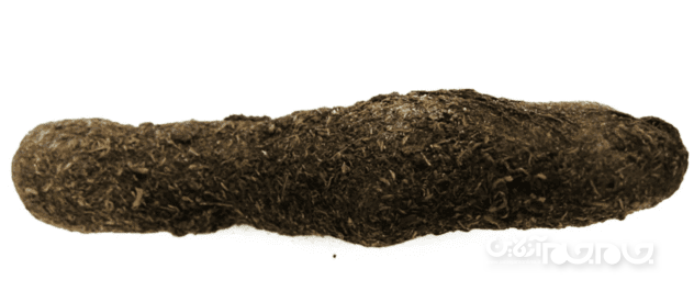 عجیب و غریب ترین ابزارهای جاسوسی در طول تاریخ+عکس