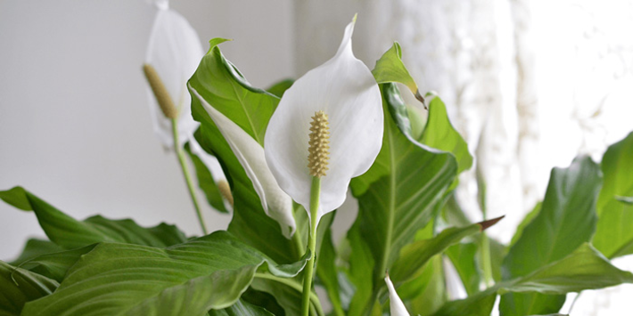 اسپاتی فیلوم یکی از ۴۰ گونه‌ی همیشه سبز منطقه‌ی گرمسیری می‌باشد. این گل در ایران با نام‌های گل چمچه ای، سوسن صلح شناخته می‌شود. این گل به دلیل اینکه در زیستگاه‌های طبیعی خود در زیر سایه‌ی درختان بزرگ‌تر از خود می‌باشد و نور کمی دریافت می‌کند به این شرایط سازگاری پیدا کرده است