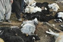 گرگ‌ها ۲۲ راس گوسفند را در بدره دریدند