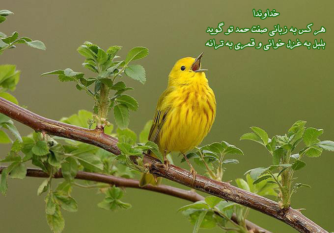 تسبیح موجودات از منظر قرآن کریم تسبیح موجودات از منظر قرآن کریم