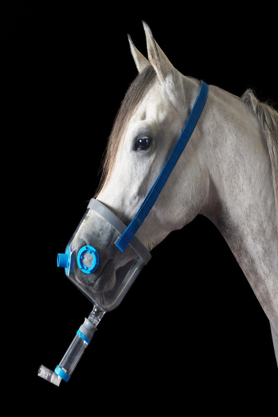 ماسک و نقاب مخصوص اسب ها (تصاویر) ماسک و نقاب مخصوص اسب ها (تصاویر)