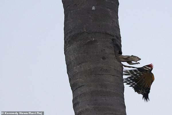 فریاد سنجاب خشمگین بر سر دارکوب (تصاویر) فریاد سنجاب خشمگین بر سر دارکوب (تصاویر)