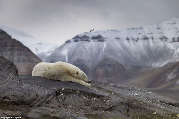 تصاویر برگزیده طبیعت و حیات وحش در سال 2020 تصاویر برگزیده طبیعت و حیات وحش در سال 2020