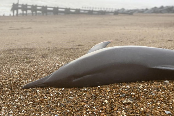 یک پدیده نادر در سواحل جنوبی انگلیس / صف تست کرونا (تصاویر) یک پدیده نادر در سواحل جنوبی انگلیس / صف تست کرونا (تصاویر)