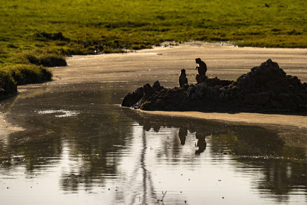 مرگ عجیب یک گونه جانوری / تمساح؛ گرفتار حلقه لاستیک شد (گزارش تصویری) مرگ عجیب یک گونه جانوری / تمساح؛ گرفتار حلقه لاستیک شد (گزارش تصویری)