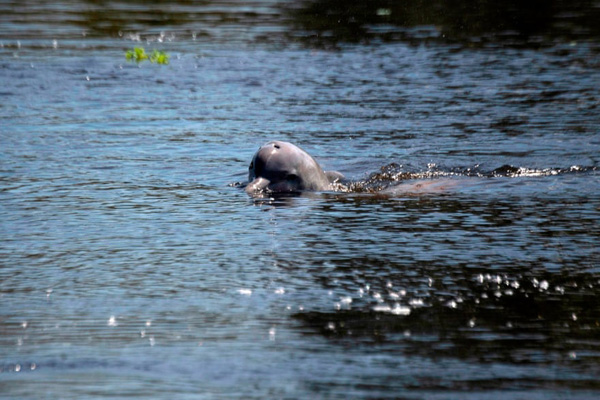 مرگ عجیب یک گونه جانوری / تمساح؛ گرفتار حلقه لاستیک شد (گزارش تصویری) مرگ عجیب یک گونه جانوری / تمساح؛ گرفتار حلقه لاستیک شد (گزارش تصویری)