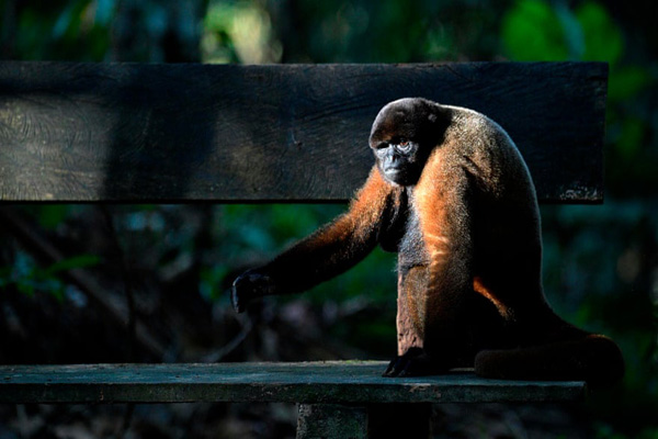 مرگ عجیب یک گونه جانوری / تمساح؛ گرفتار حلقه لاستیک شد (گزارش تصویری) مرگ عجیب یک گونه جانوری / تمساح؛ گرفتار حلقه لاستیک شد (گزارش تصویری)